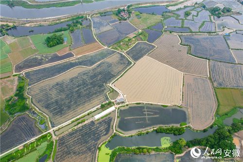 一水兩用養稻蝦，一田雙收富農家——探訪安徽郎溪稻洋農家的生態致富經